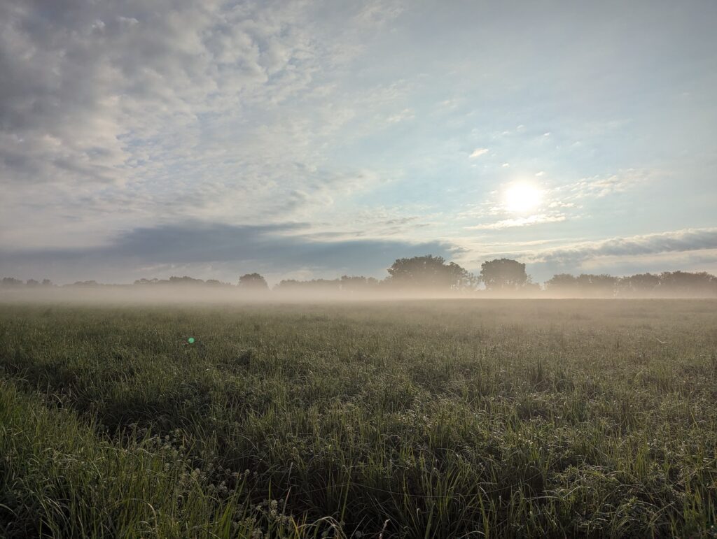 Joyful Farms pasture with fog low to the ground and the sun low in the morning sky